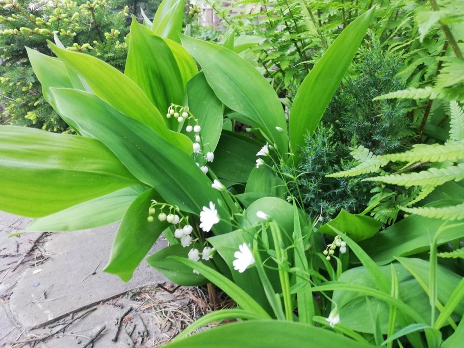 Королевский Ландыш купена