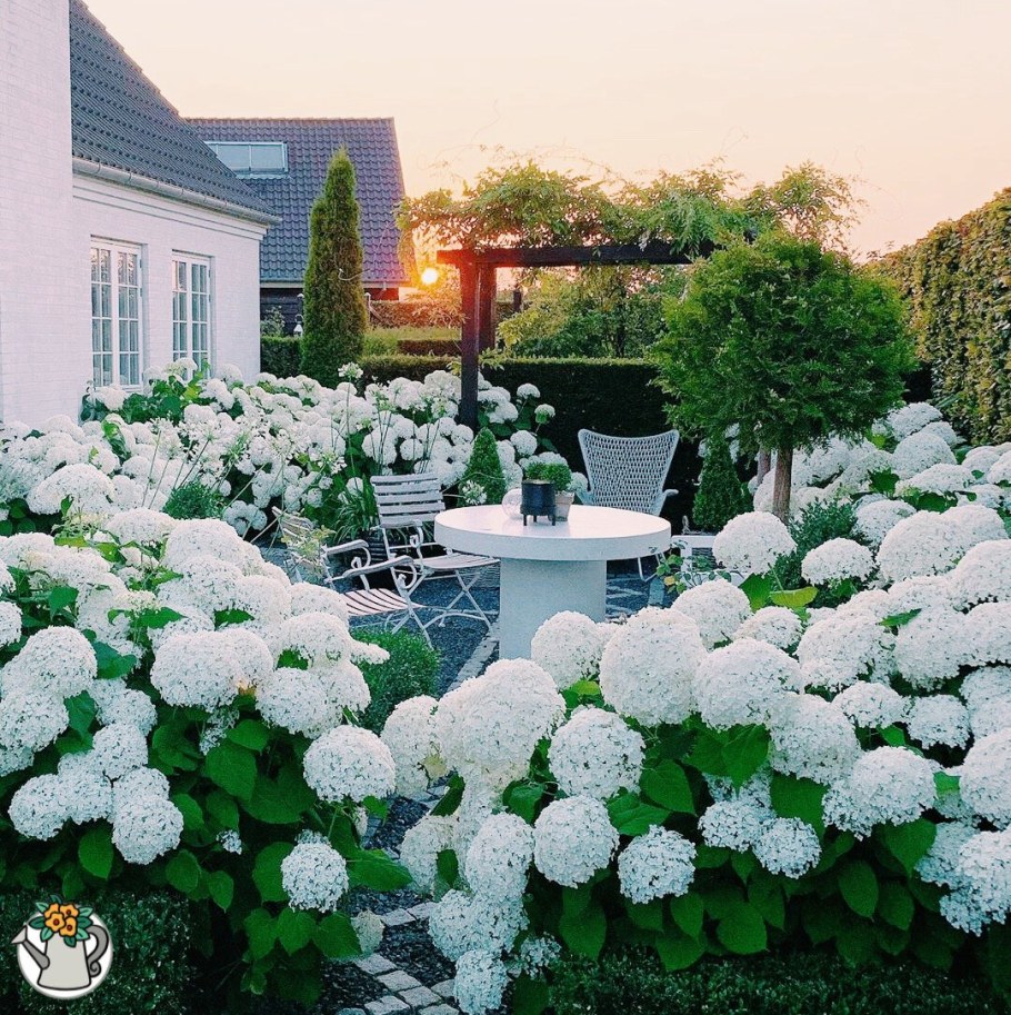 Вайт Лайт гортензия метельчатая