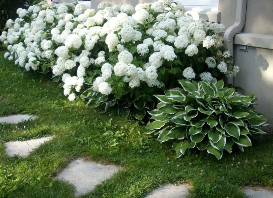 Гортензия Анабель белая