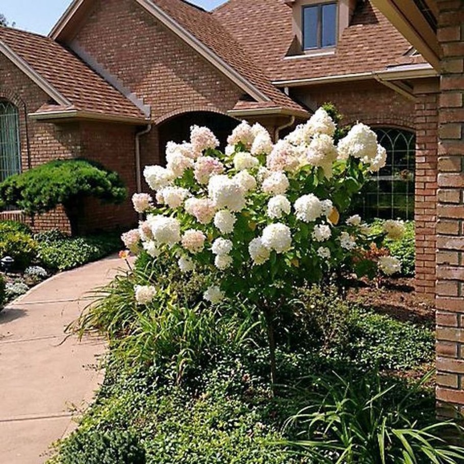 Гортензия метельчатая Лаймлайт