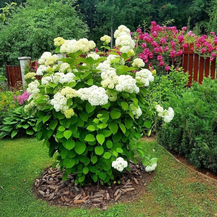 Гортензия древовидная Анабель