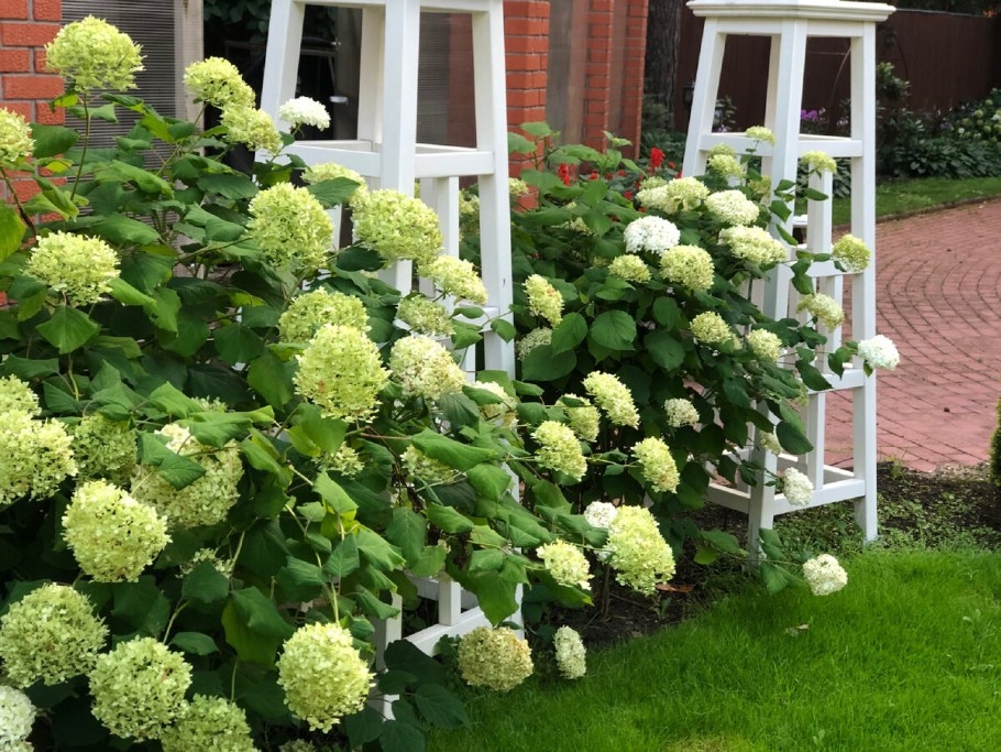 Гортензия древовидная Лучистая