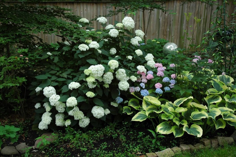 Гортензия древовидная Аннабель