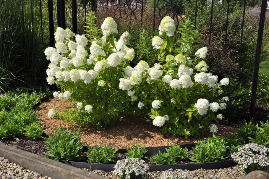 Гортензия Садовая метельчатая