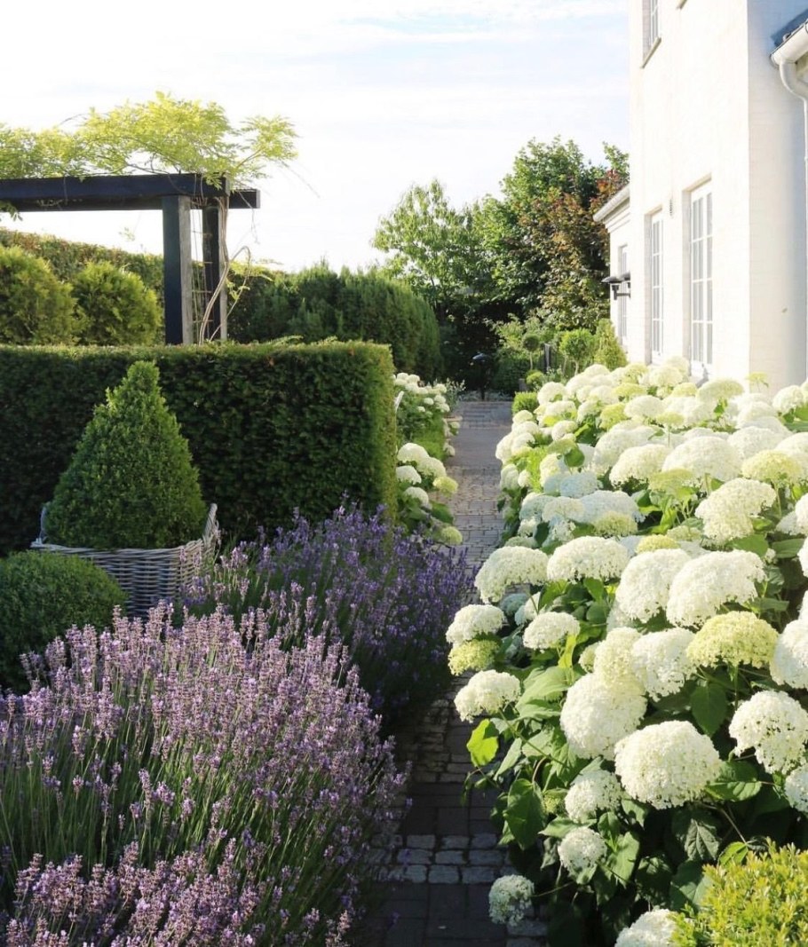 Гортензия и туя Даника