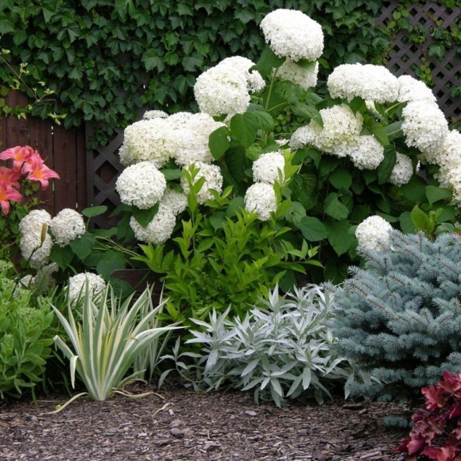 Гортензия Анабель белая