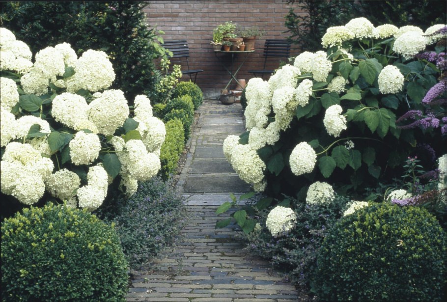 Гортензия древовидная белая Анабель