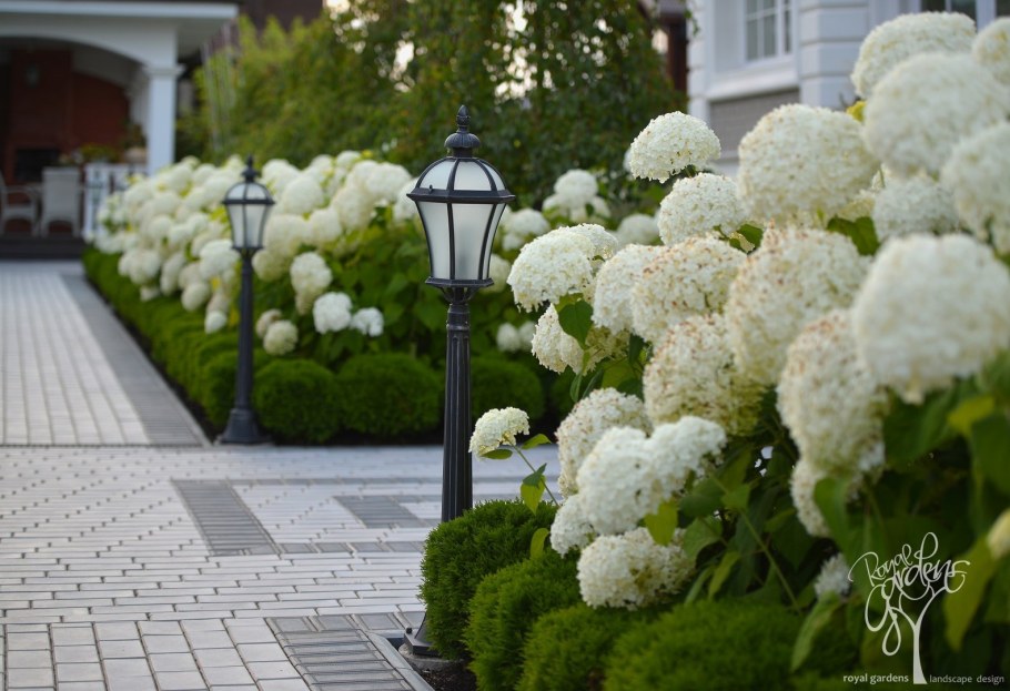 Гортензия древовидная Аннабель