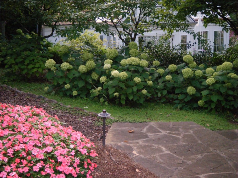 Гортензия Аннабель бордюр