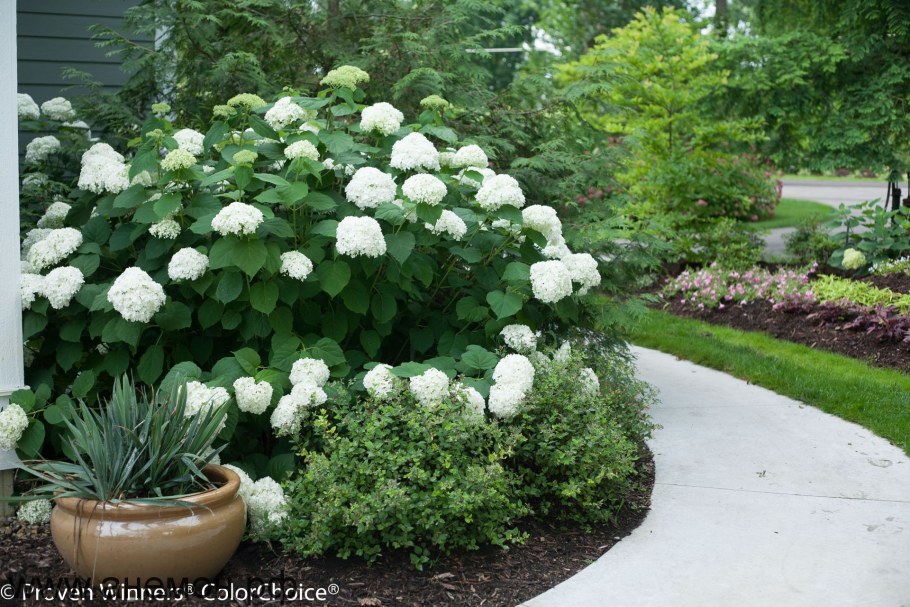 Гортензия Анабель в саду
