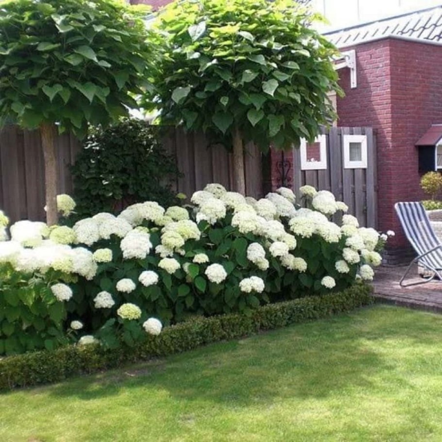 Гортензия Лаймлайт изгородь