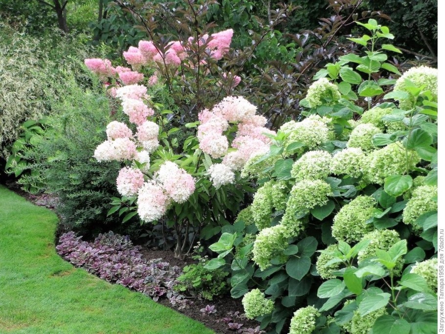 Гортензия метельчатая Лаймлайт
