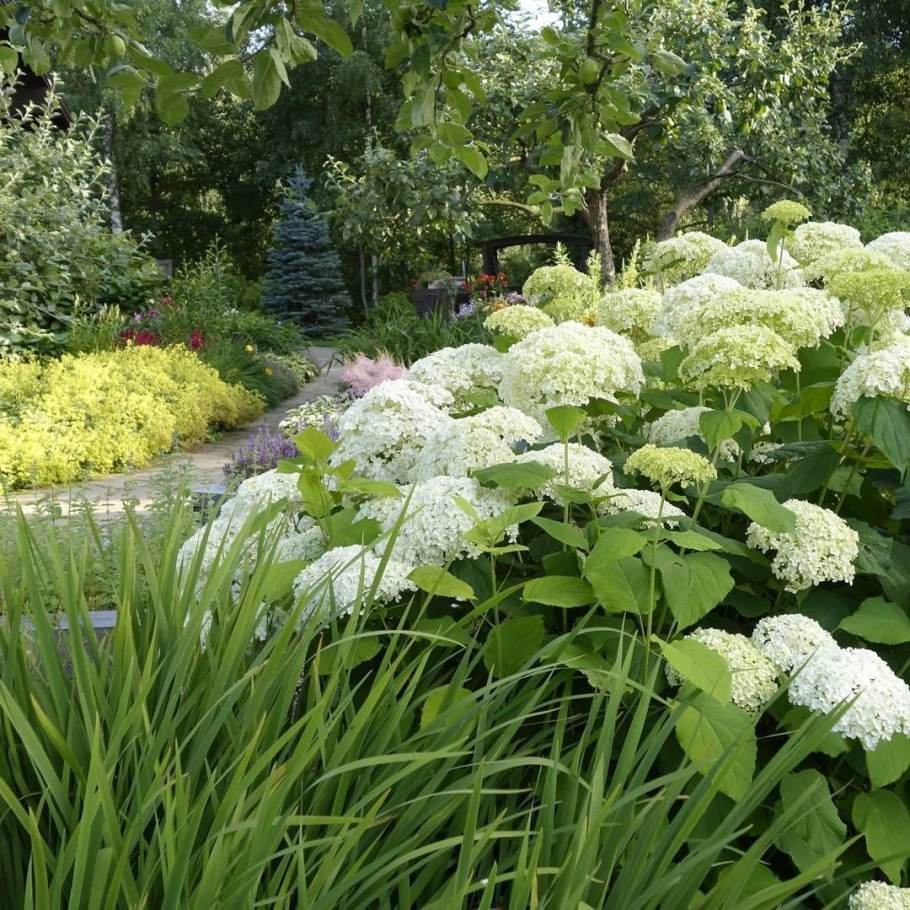 Дерен и гортензия