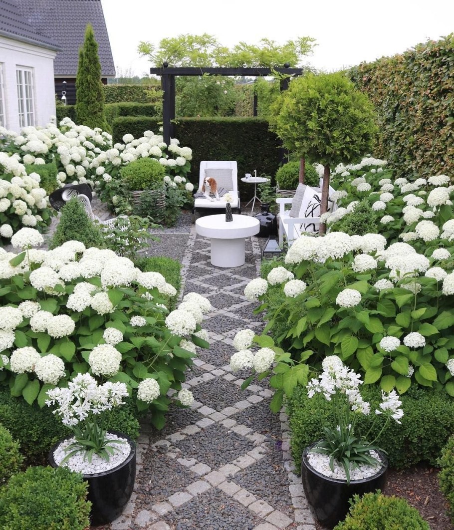 Гортензия древовидная Анабель