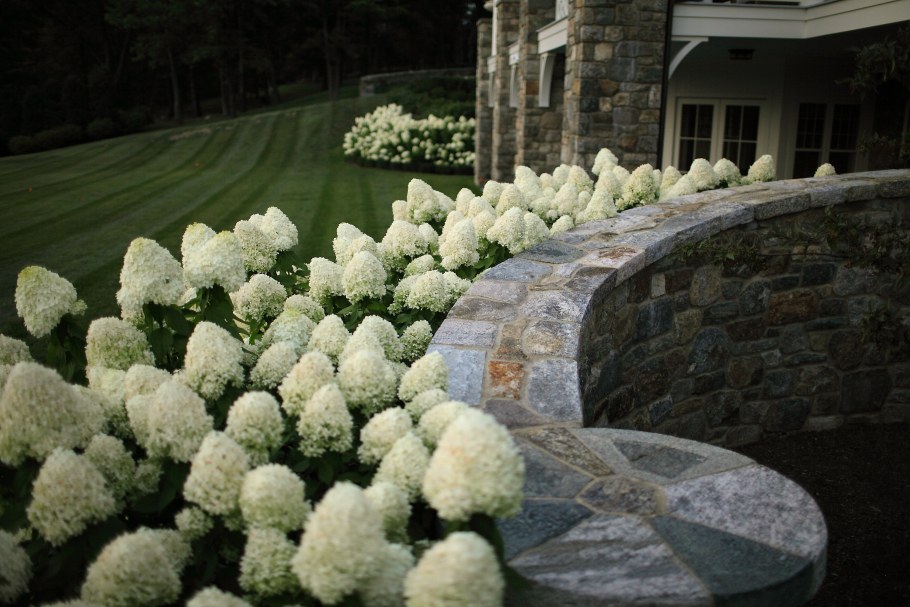 Гортензия Лаймлайт изгородь