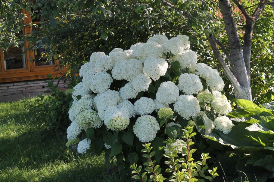 Гортензия метельчатая Анабель