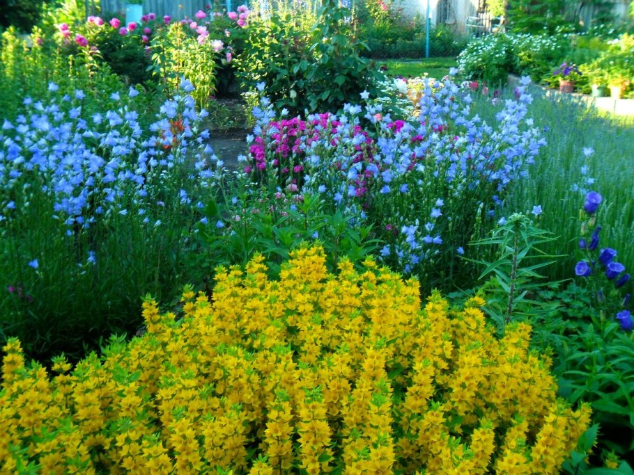 Вербейник монетчатый