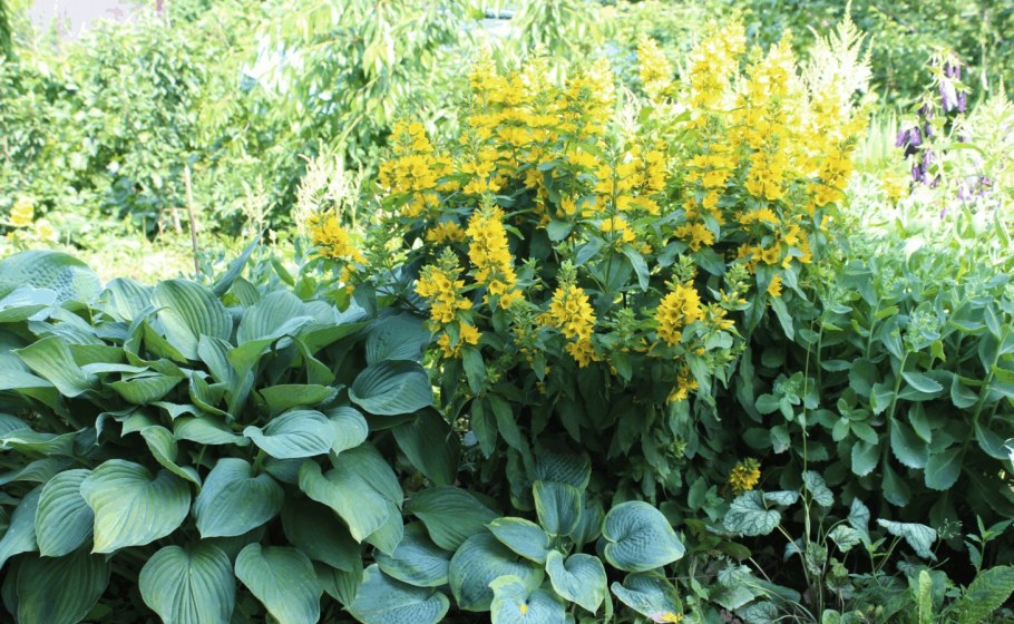 Вербейник Златовласка