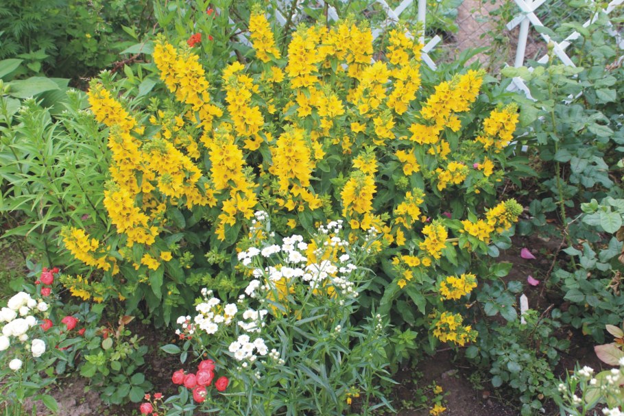 Вербейник точечный (Лизимахия)