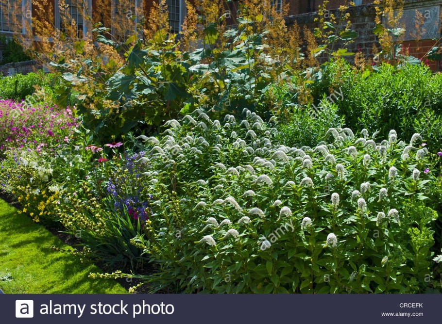 Волжанка растение и Горец изменчивый