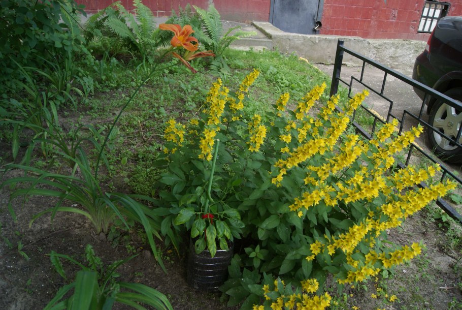 Вербейник обыкновенный