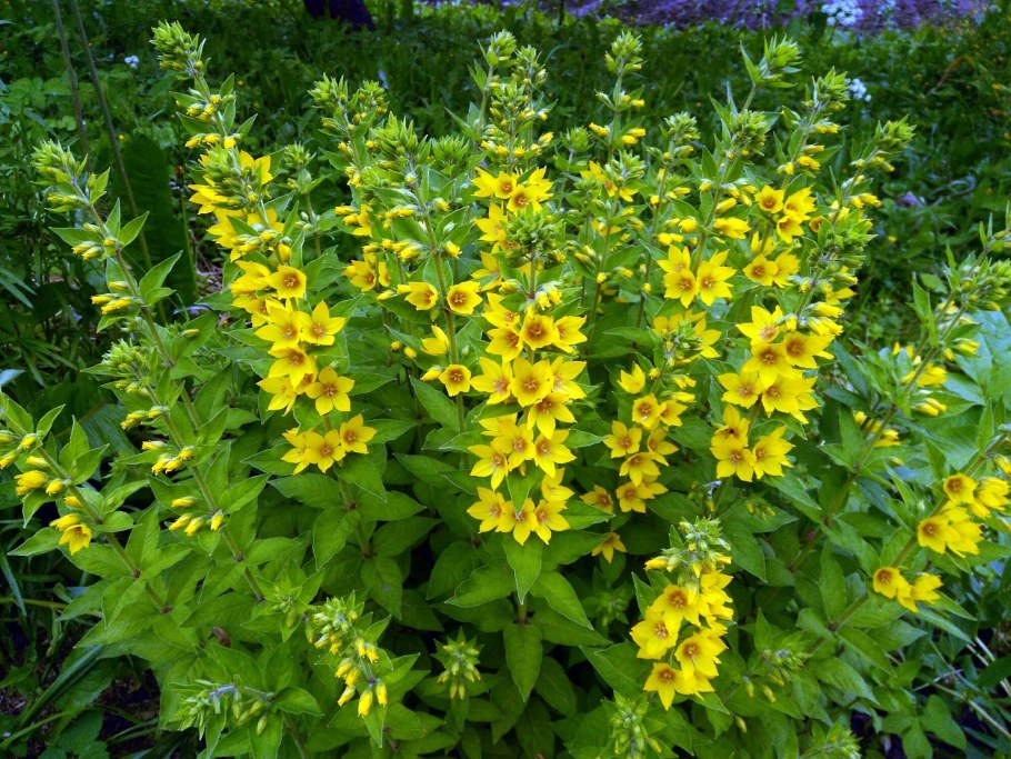 Вербейник точечный (Lysimachia punctata)