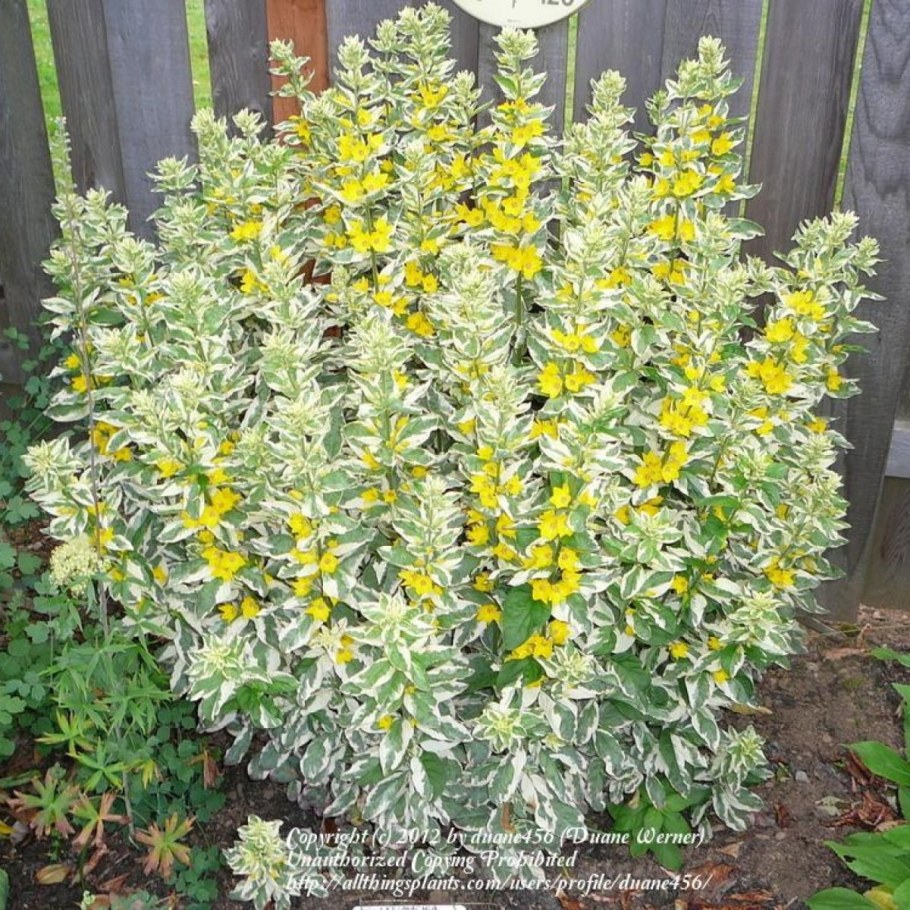 Вербейник точечный (Lysimachia punctata)