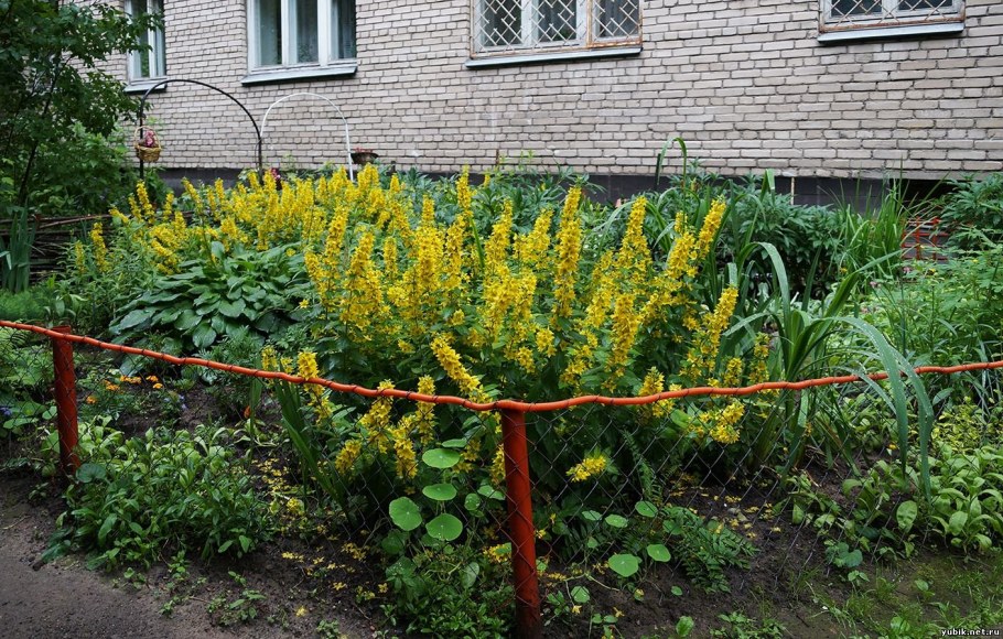 Вербейник монетчатый