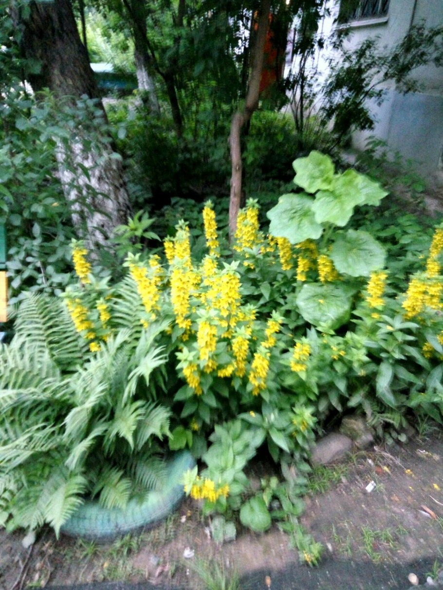 Вербейник точечный желтый