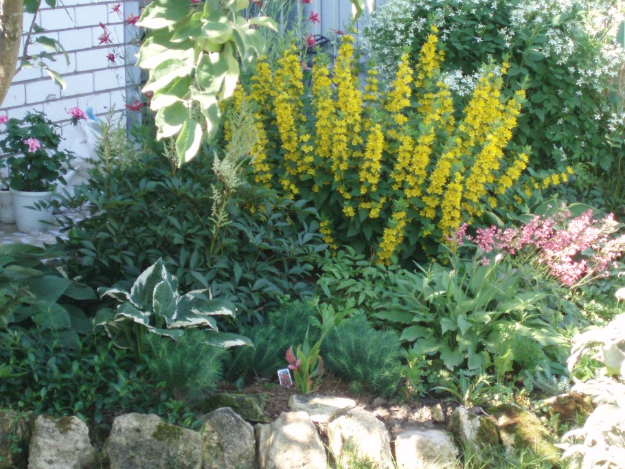 Хоста и вербейник