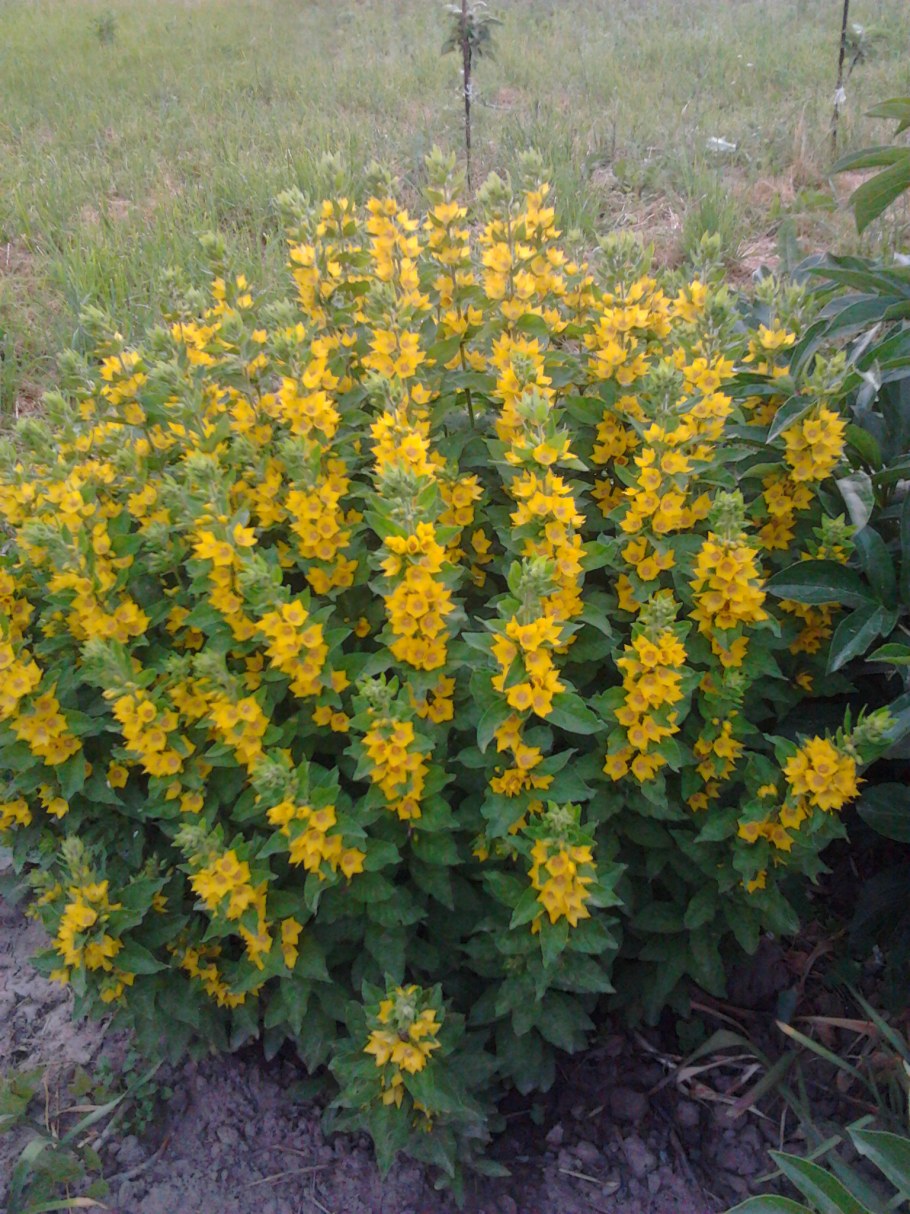 Вербейник Alexander