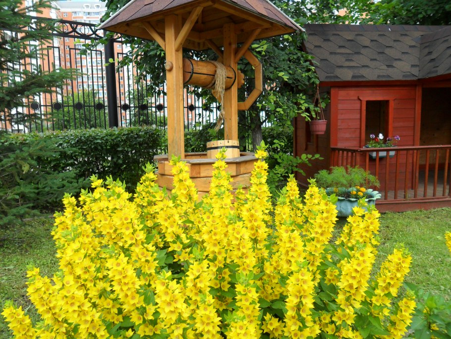 Вербейник монетчатый желтый