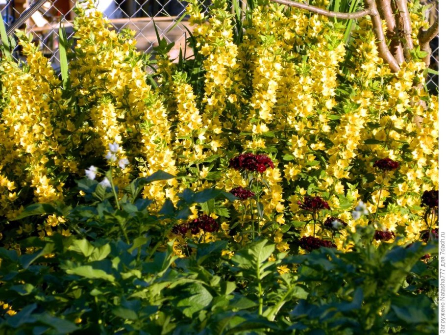 Виола ползучая вербейник