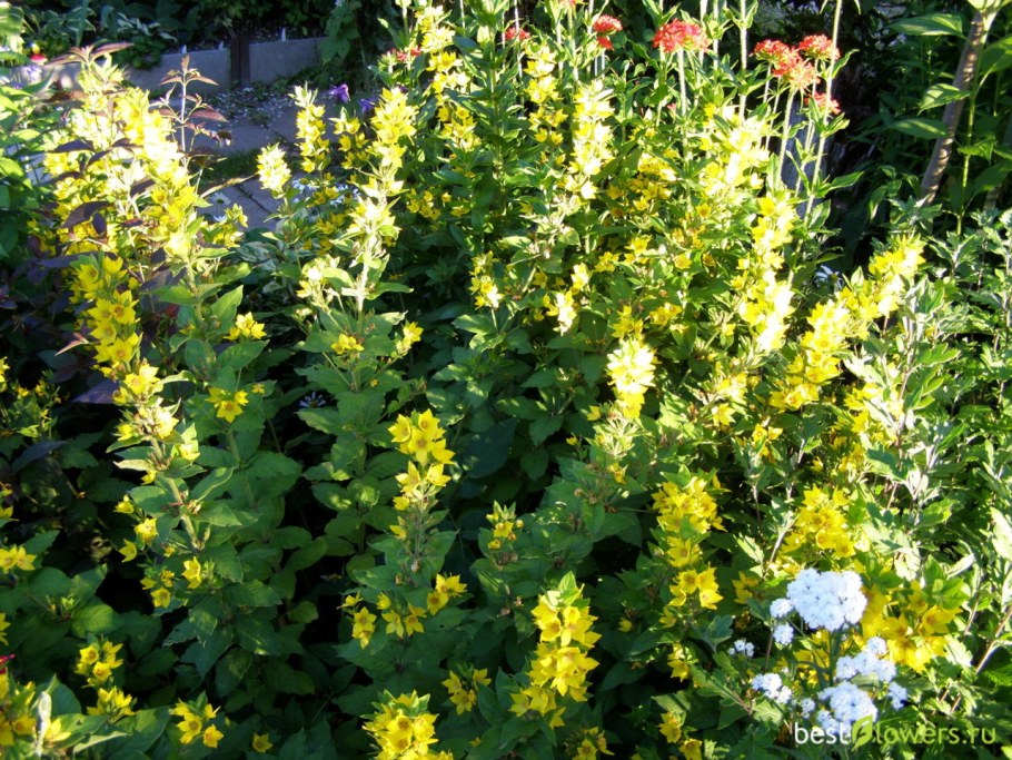 Вербейник точечный Alexander