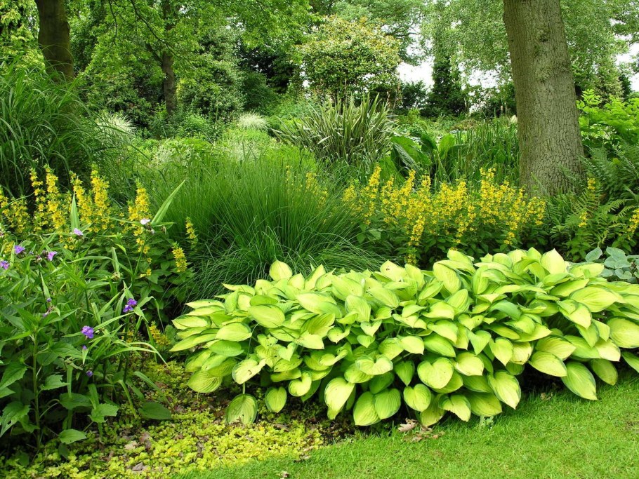 Монетчатый вербейник и Хоста