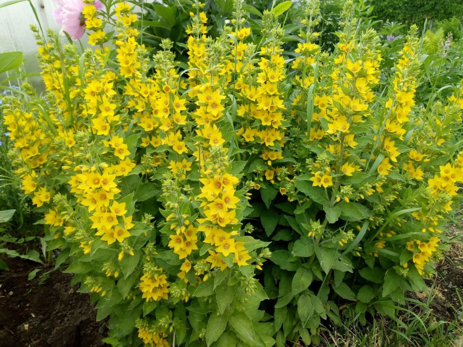 Вербейник точечный