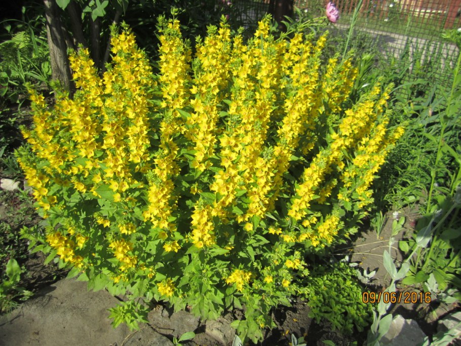 Вербейник монетчатый желтый