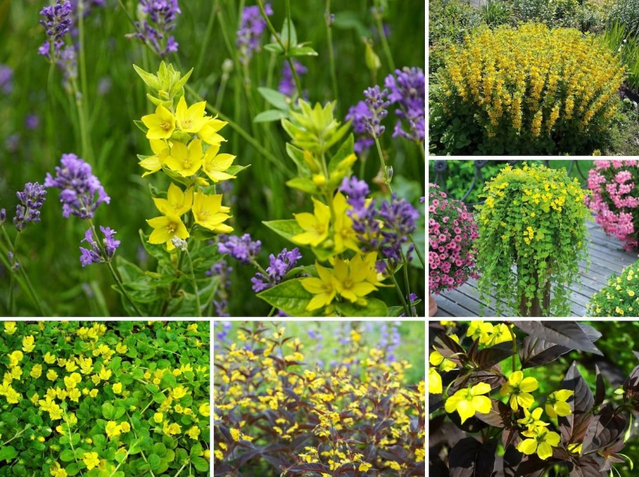 Лизимахия вербейник монетчатый