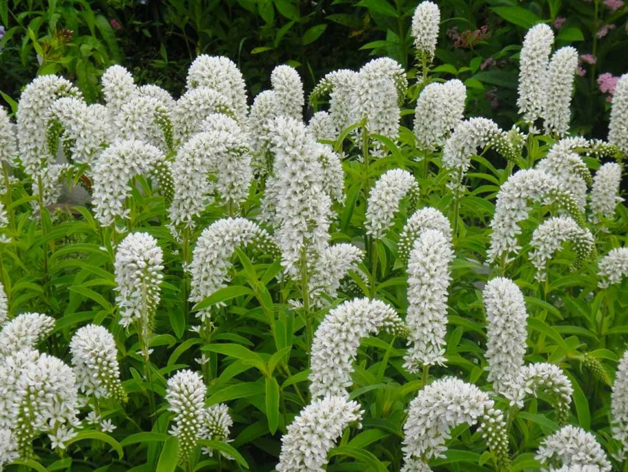 Вербейник ландышевидный