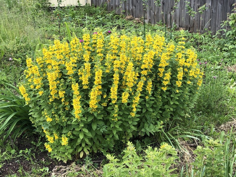 Вербейник точечный желтый