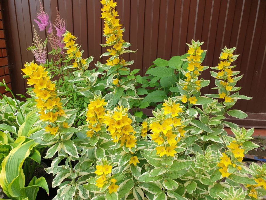 Вербейник эфемерный