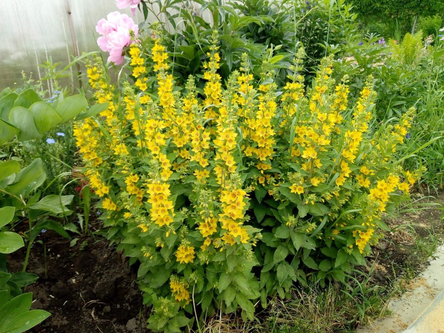 Вербейник точечный желтый