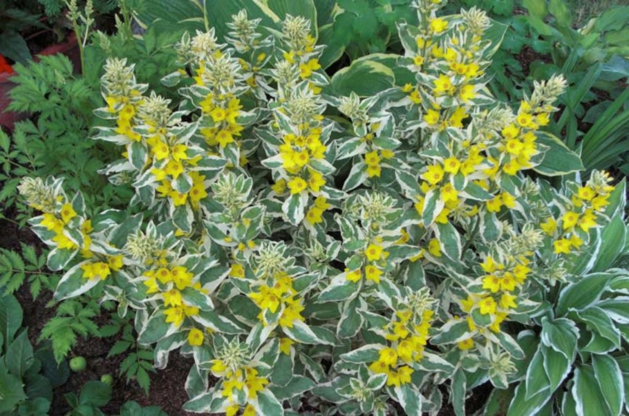 Вербейник Миднайт