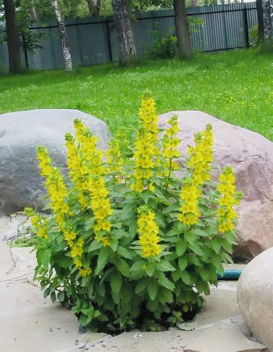 Вербейник точечный желтый