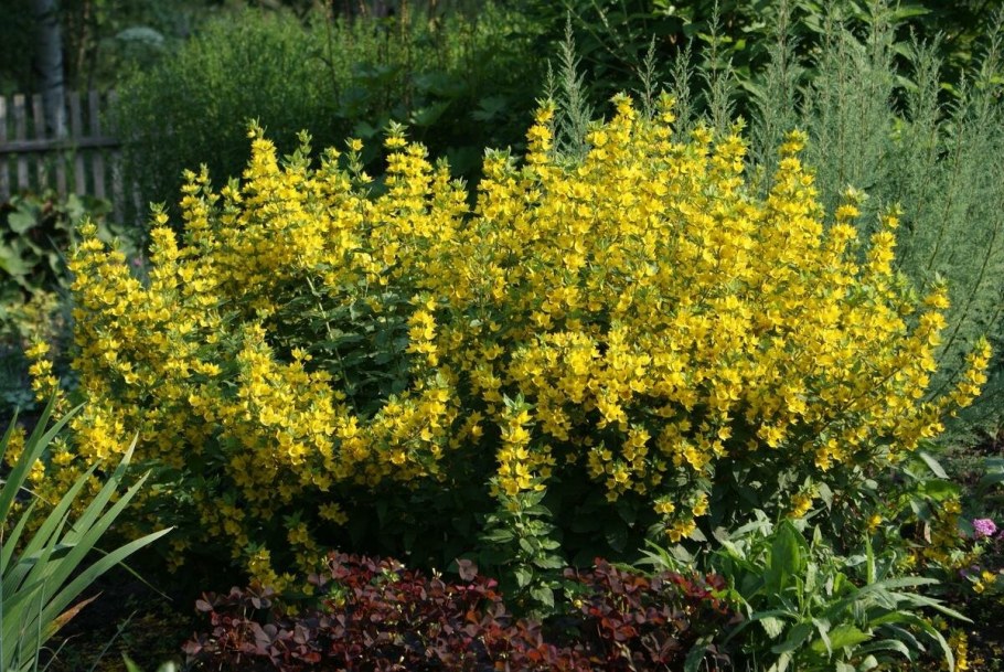 Вербейник болотный