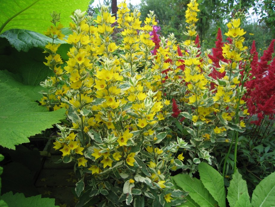 Вербейник точечный (Лизимахия)