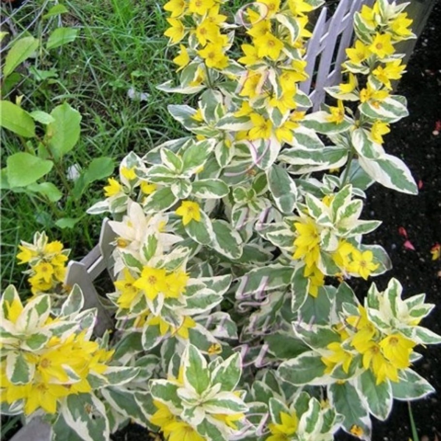 Вербейник точечный Alexander