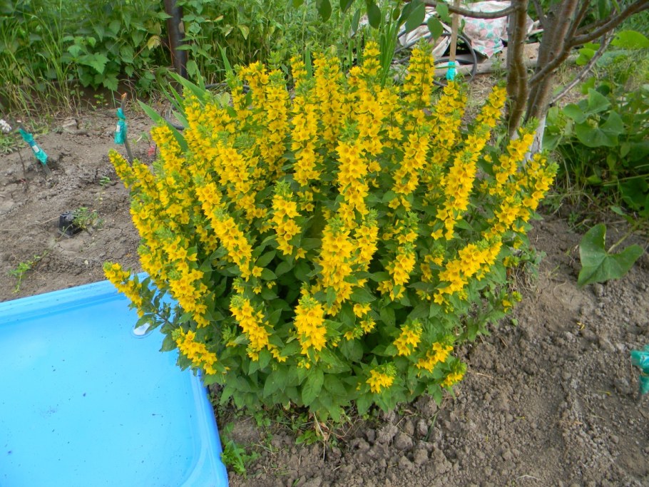Вербейник точечный (Lysimachia punctata)