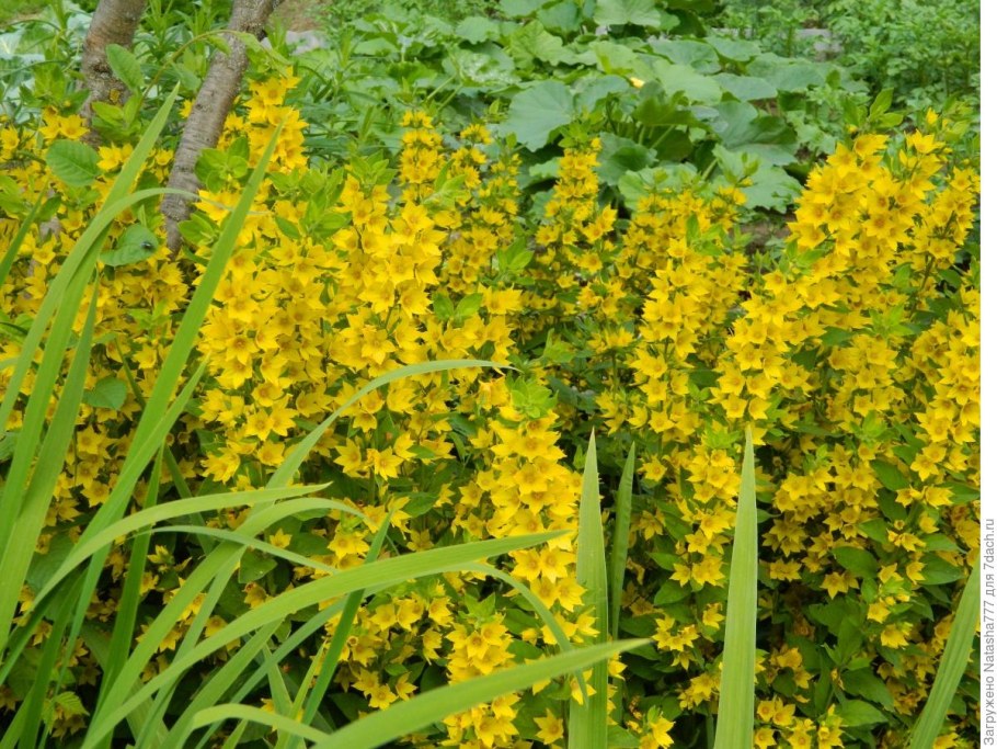 Вербейник Божоле