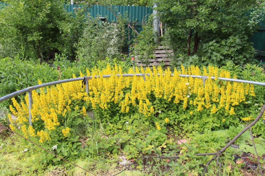 Вербейник точечный Александр